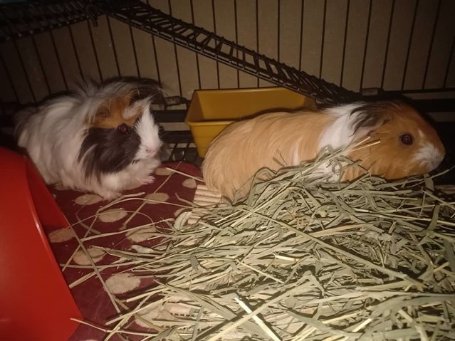 Jingle &amp; Beanie - Guinea Pig Small & Furry