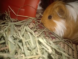 Jingle &amp; Beanie - Guinea Pig Small & Furry