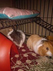 Jingle &amp; Beanie - Guinea Pig Small & Furry