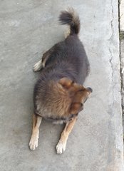 Cherie - Mixed Breed Dog