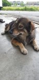Cherie - Mixed Breed Dog