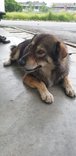 Cherie - Mixed Breed Dog