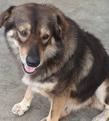 Cherie - Mixed Breed Dog