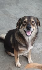 Cherie - Mixed Breed Dog