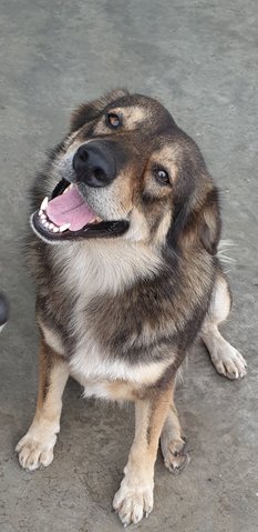 Cherie - Mixed Breed Dog