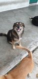 Cherie - Mixed Breed Dog