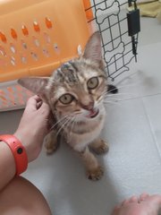 Shanaz - Domestic Short Hair Cat