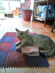 Shanaz - Domestic Short Hair Cat