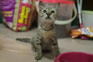 Tabby Girl - Domestic Medium Hair Cat