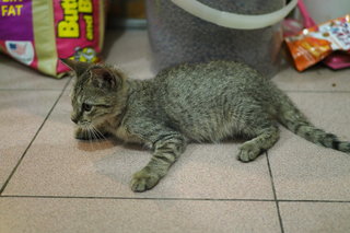 Tabby Girl - Domestic Medium Hair Cat