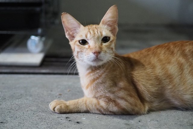 Young Mother - Domestic Medium Hair Cat