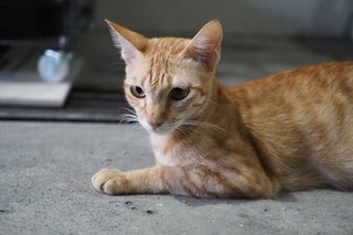 Young Mother - Domestic Medium Hair Cat