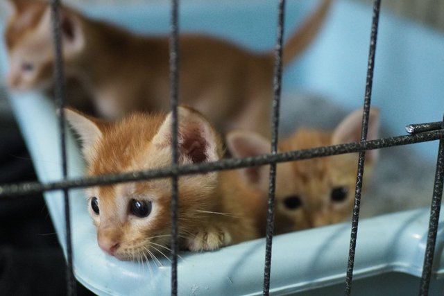 Creamy Kittens - Domestic Medium Hair Cat