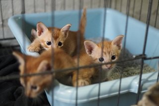 Creamy Kittens - Domestic Medium Hair Cat