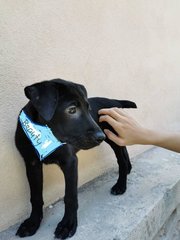  Beauty - Mixed Breed Dog