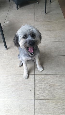 Lulu - Bearded Collie Mix Dog