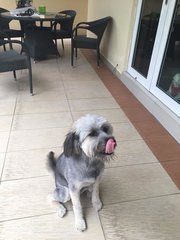 Lulu - Bearded Collie Mix Dog