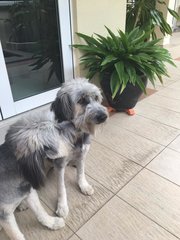 Lulu - Bearded Collie Mix Dog