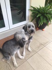 Lulu - Bearded Collie Mix Dog