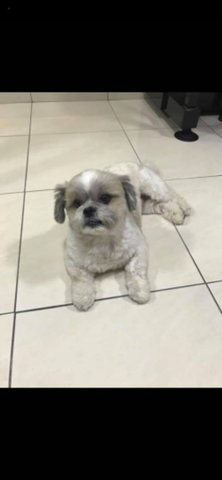 Hugo - Shih Tzu Dog