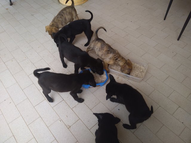 6 Puppies - Mixed Breed Dog