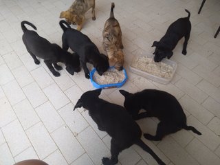 6 Puppies - Mixed Breed Dog