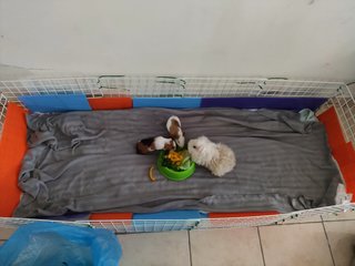 Puff, Rocky And Churros - Guinea Pig Small & Furry