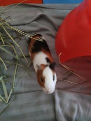 Puff, Rocky And Churros - Guinea Pig Small & Furry