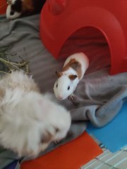 Puff, Rocky And Churros - Guinea Pig Small & Furry