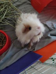 Puff, Rocky And Churros - Guinea Pig Small & Furry