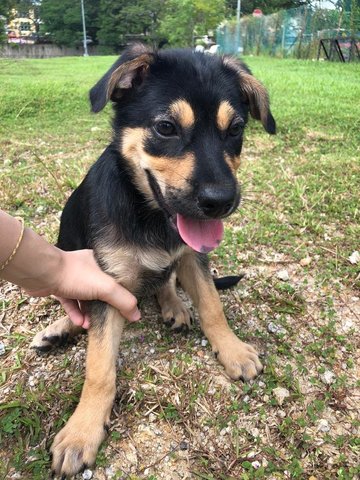 Leo - Australian Kelpie Dog