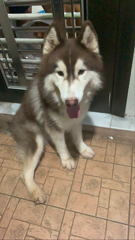 PF101362 - Husky + Alaskan Malamute Dog