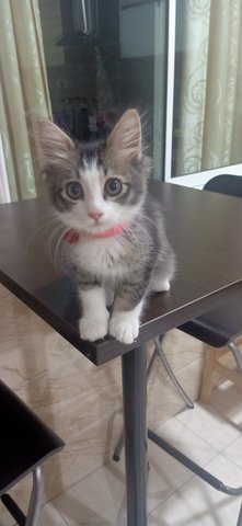 Oreo - Siberian + Domestic Long Hair Cat