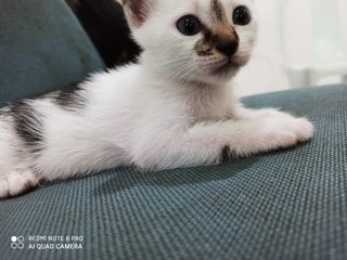 3 Family - Calico + Domestic Short Hair Cat