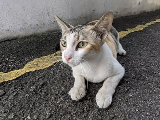 Misty - Domestic Short Hair Cat