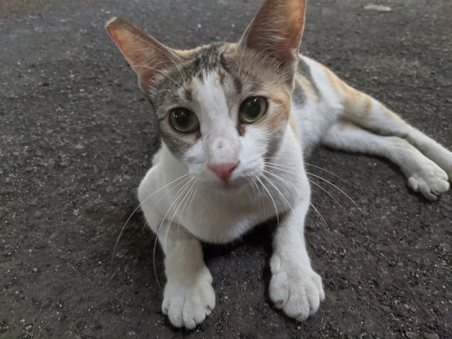 Misty - Domestic Short Hair Cat