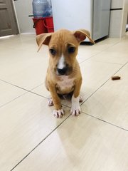 Puppy 6 - Mixed Breed Dog