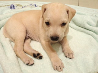 Posh - Labrador Retriever Mix Dog