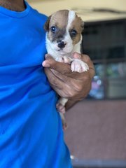 Puppy 4 - Mixed Breed Dog