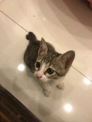 Dora Dora - Tabby Cat