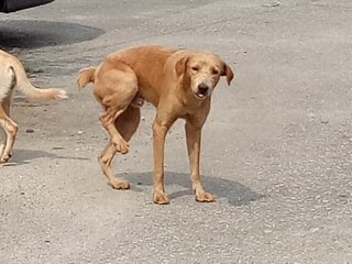 Wow Wow - Mixed Breed Dog