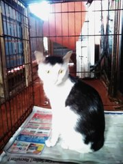 Pawl (Black &amp; White) - Sporo - Domestic Short Hair Cat