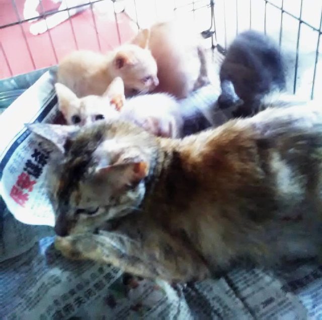 Lola (Mother With 4 Kittens) - Domestic Short Hair Cat