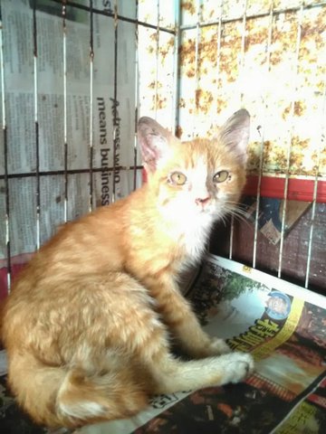 Lubu (Ginger) - Domestic Short Hair Cat