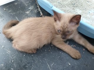 Smoky - Domestic Short Hair Cat