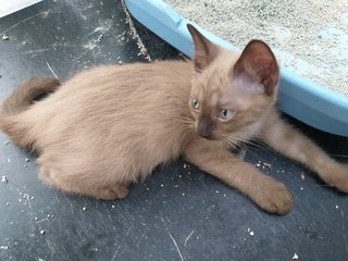 Smoky - Domestic Short Hair Cat