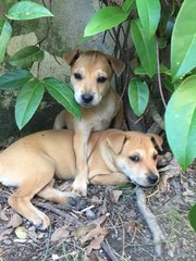 Puppy  - Mixed Breed Dog