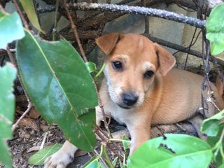 Puppy  - Mixed Breed Dog