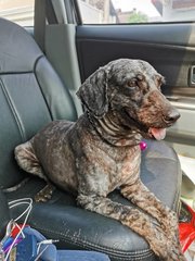 Obama - Schnauzer + Poodle Dog