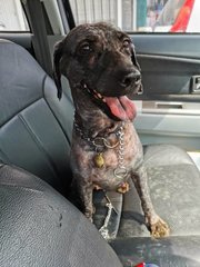 Obama - Schnauzer + Poodle Dog